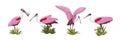 Roseate spoonbill bird collection. Animals of Florida, Chile and Argentina